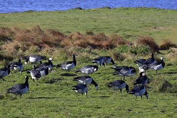 Flock of barnacle geese in nature reserve Hauke-Haien-Koog - barnacle goose - (Branta leucopsis) - North Friesland, Schleswig-Holstein, Germany, Europe