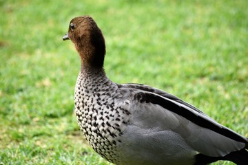 Duck
