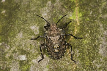 Forest Bug (Pentatoma rufipes) larvae