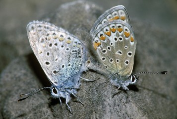 Common Blue (Polyommatus icarus) pairing, Spain, Europe