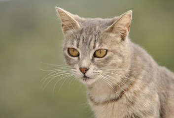 Naklejka na ściany i meble Young grey tabby cat, portrait