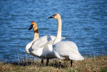 Tundra Swan pair by water