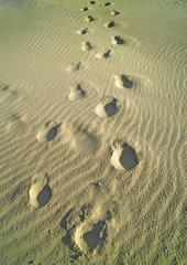 Fototapeta na wymiar Foot prints in sand, Juist, Lower Saxony, Germany, Europe