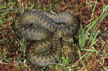 European adder (Vipera berus), Viper