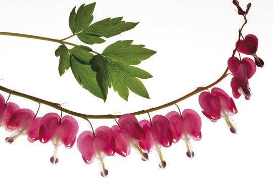 Bleeding Heart (Dicentra)