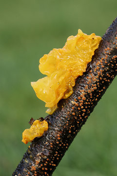 Witchs butter (Tremella mesenterica) (Tremella lutescens)