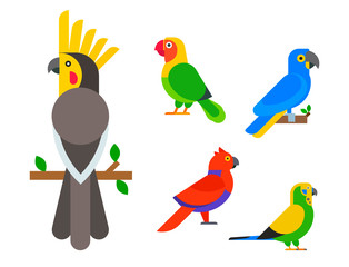 Parrots birds breed species animal nature tropical parakeets education colorful pet vector illustration