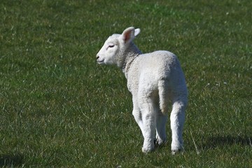 Naklejka na ściany i meble Ewe lamb - young domestic sheep (Ovis ammon f. aries )