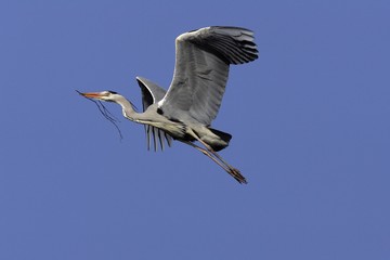 Flying grey heron with a branch in the beak for building a nest - gray heron with nesting material - european common heron (Ardea cinerea)