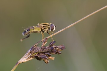 (Helophilus hybridus)