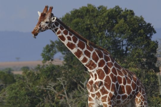 Somali Giraffe (Giraffa camelopardalis reticulata) Samburu national park, Kenya, Africa