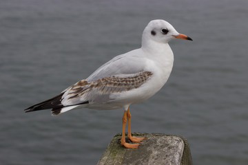 möve an der ostsee