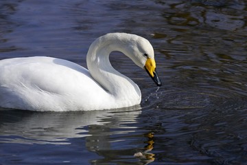 Drinking whooper swan (Cygnus cygnus)
