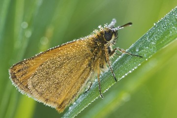 Obraz premium Large Skipper Butterfly (Ochlodes sylvanus)