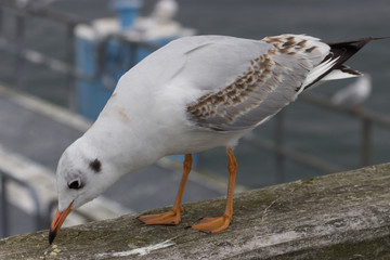 sitzende möve am ufer