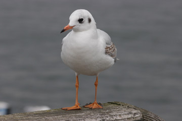 sitzende möve am ufer