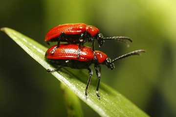 Lilioceris lilii, Megalopodidae, pairing, Germany, Europe