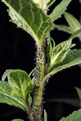 Aphids (Aphidoidea) being milked by ants (Formidicae)