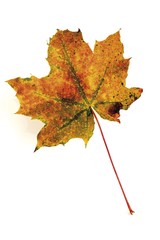 Autumn-coloured maple leaf