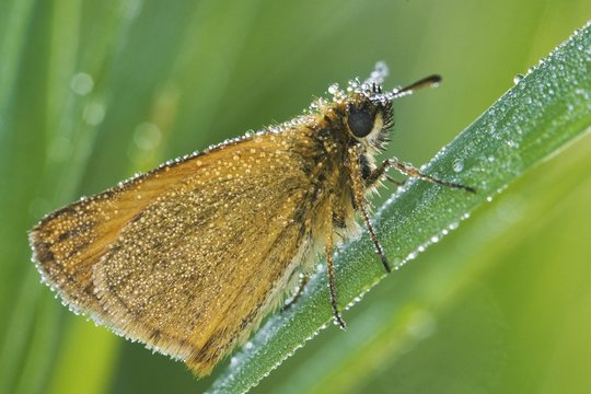 Large Skipper Butterfly (Ochlodes sylvanus)