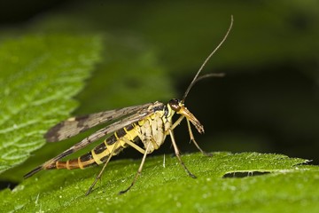 Common Scorpionfly (Panorpa communis), male