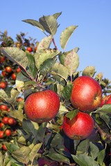 Red Apples (Malus x domestica), apple tree in an orchard, Altes Land, Lower Saxony, Germany, Europe