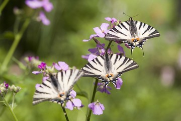Scarce Swallowtail (Iphiclides podalirius)