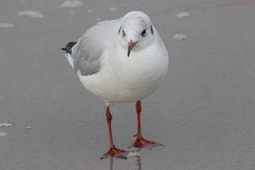 möve am strand im seichten wasser an der ostsee