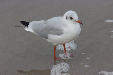 möve am strand im seichten wasser an der ostsee