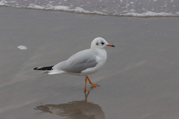 möve am strand im seichten wasser an der ostsee