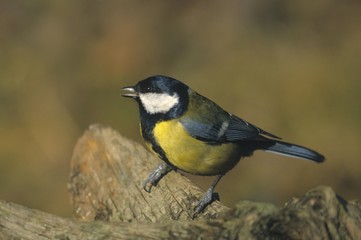 Great Tit (Parus major)