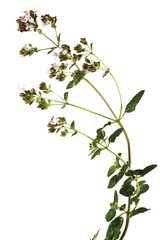 Oregano (Origanum vulgare)