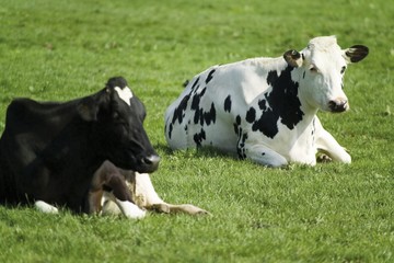 Two black-and-white Holstein cows (Bovinae) lying on a pasture