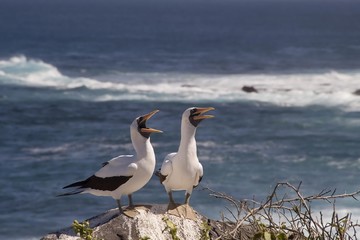 Two Nazca Boobies (Sula granti), Punta Suarez, Espanola Island, Galapagos Islands, UNESCO World Heritage Site, Ecuador, South America