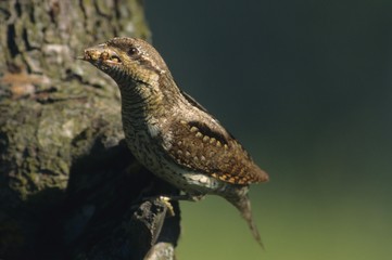 Eurasian wryneck [Jynx torquilla] with food for its fledglings