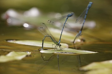 Azure Damselfly, Coenagrion puella, oviposition