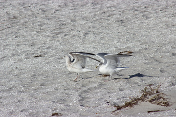 möve sitzend am strand