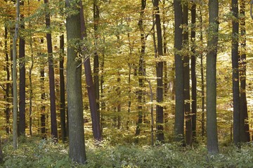 Obraz premium Rhoen, Hesse, Germany, Europe