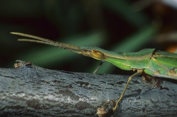 Mediterranean Slant-faced Grasshopper (Acrida ungarica)