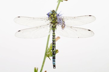 Southern hawker (Aeshna cyanea)