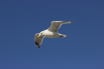 fliegende möve
