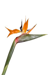 Single Strelitzia