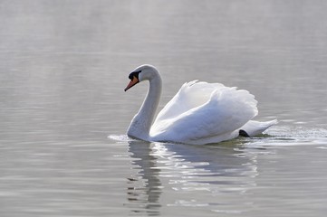 Mute Swan (Cygnus olor)