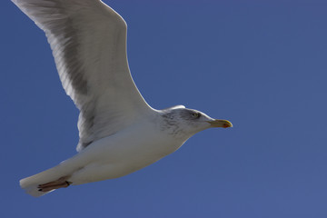 fliegende möve