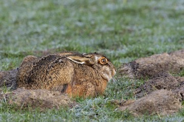 European hare (Lepus europaeus)