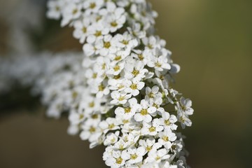 Spiraea, Spiraea thunbergii