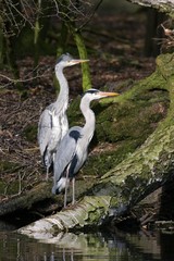 Old and young grey heron standing on an tree - gray herons - european common herons (Ardea cinerea)