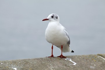 Naklejka premium Black-headed Gull (Larus ridibundus), Kiel, Schleswig-Holstein, Germany, Europe