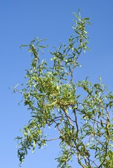Chinese Willow (Salix matsudana)