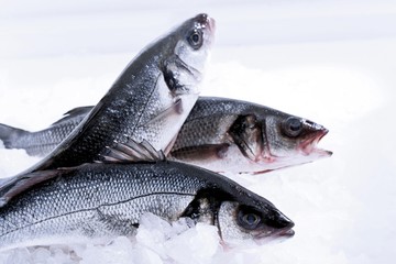 Sea Bass, Loup de Mer (Moronidae), raw